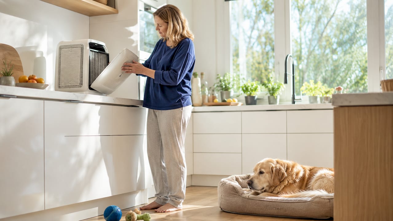 Pet owner inspecting air purifier near cat on sofa